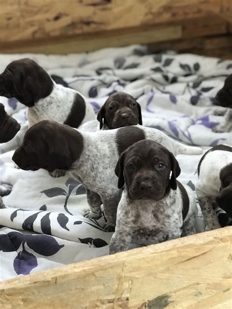 Auto indicates dogs that do not require approval from the seller. . German shorthaired pointer for sale